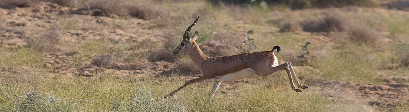 Gujarat Wildlife Tour with Diu