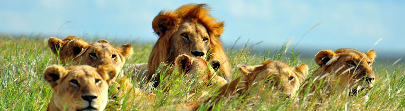 Lion Safari Tour