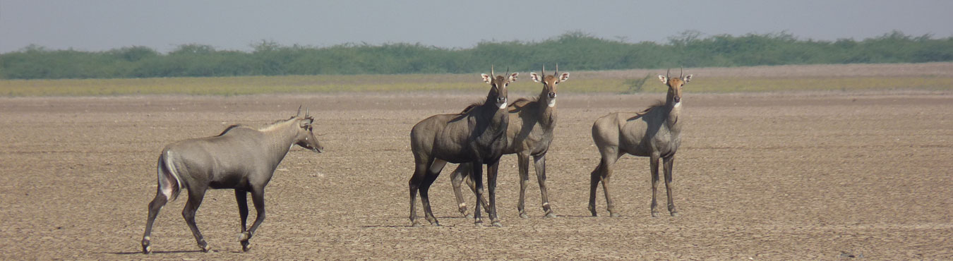 Lion and Rann of Kutch Tour