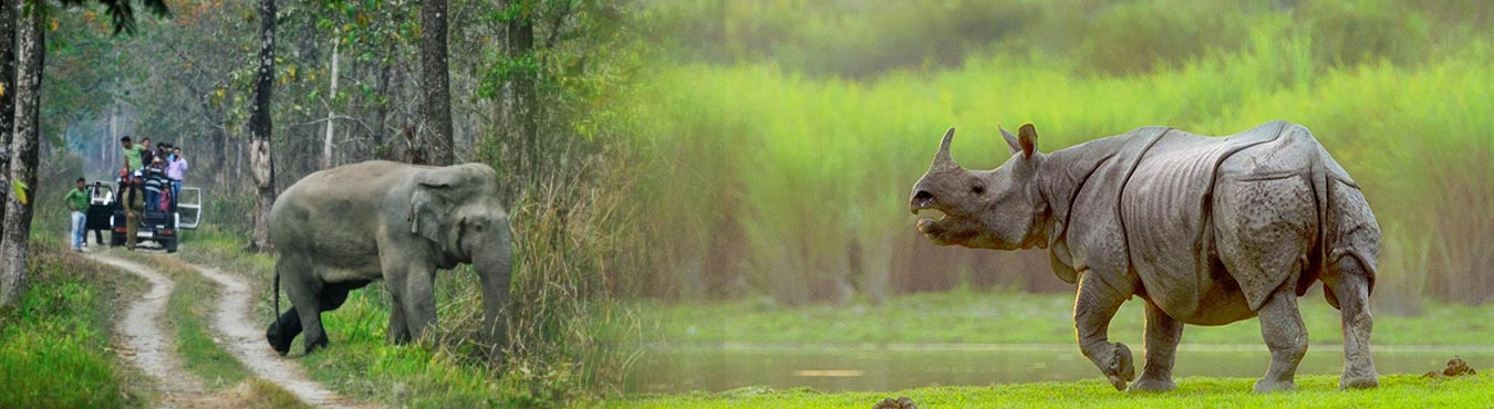 Manas Kaziranga Tour Package