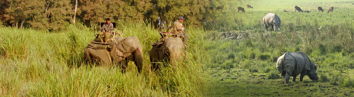 Manas National Park Tour Package