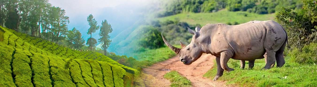 Rhinoland Tour Assam